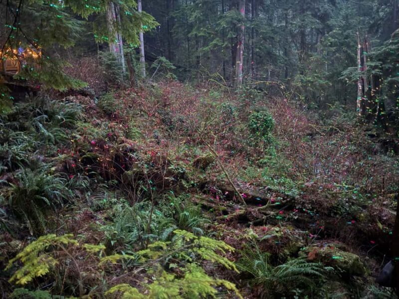 CANYON LIGHTS+Capilano Suspension Bridge/Small Group/CAR - The Itinerary in Detail