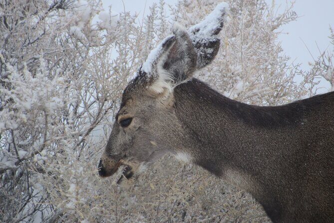 Canyonlands National Park Self-Guided Driving Audio Tour - Final Thoughts