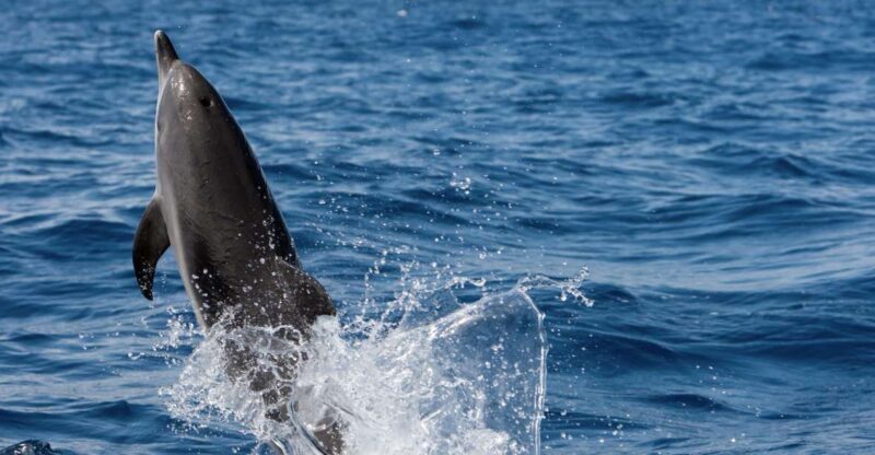 Cape May: 2-Hour Dolphin Watching Cruise - Why Choose This Dolphin Watching Cruise?