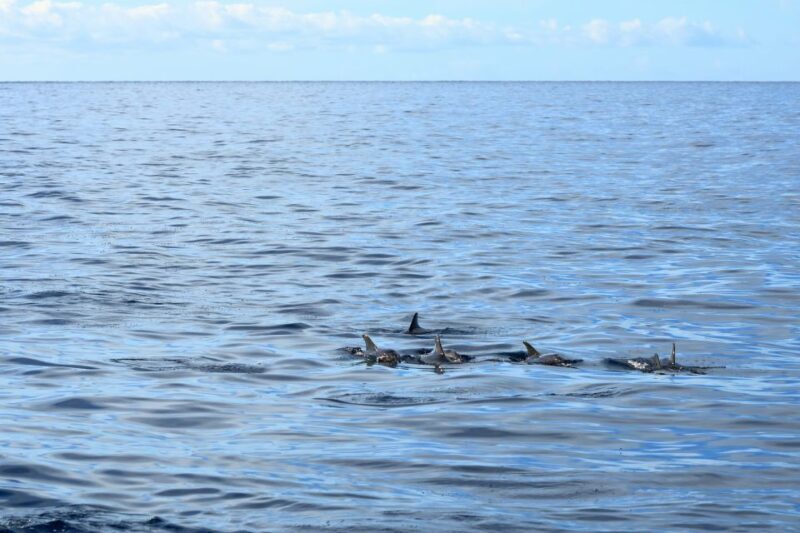 Cape May: 2-Hour Dolphin Watching Cruise - Who Would Love This Experience?