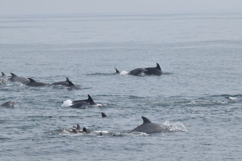 Cape May: Dolphin and Bird Watching Cruise - Cape May: Dolphin and Bird Watching Cruise
