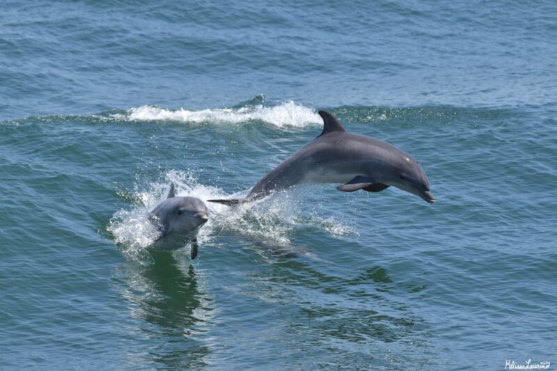 Cape May: Dolphin and Bird Watching Cruise - A Detailed Look at the Cape May Dolphin and Bird Watching Cruise