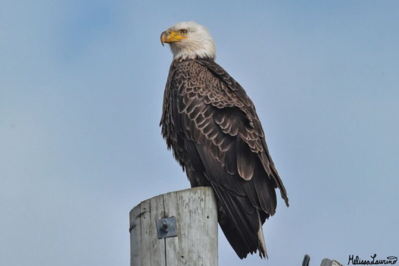 Cape May: Dolphin and Bird Watching Cruise - Frequently Asked Questions