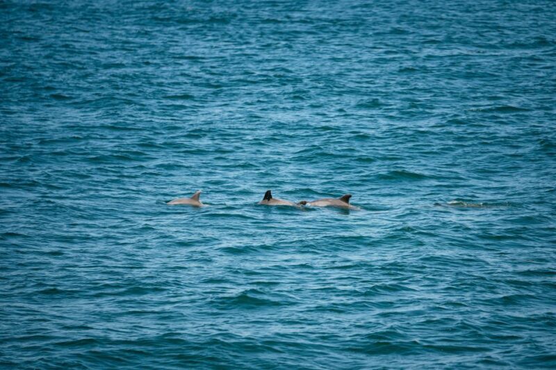 Cape May: Jersey Shore Whale and Dolphin Watching Cruise - A Deep Dive into the Experience
