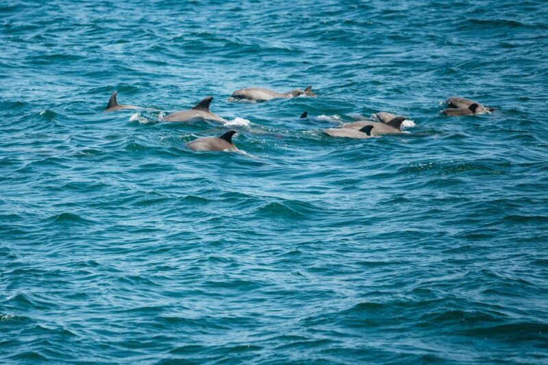 Cape May: Jersey Shore Whale and Dolphin Watching Cruise - Who Should Consider This Tour?
