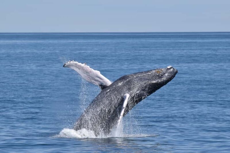 Cape May: Scenic Whale and Dolphin Watching Cruise - An In-Depth Look at the Cape May Whale and Dolphin Cruise