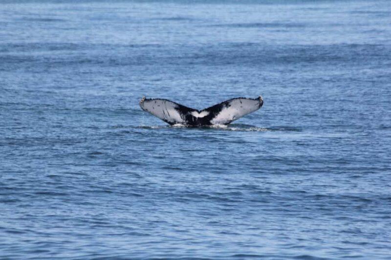 Cape May: Scenic Whale and Dolphin Watching Cruise - Frequently Asked Questions