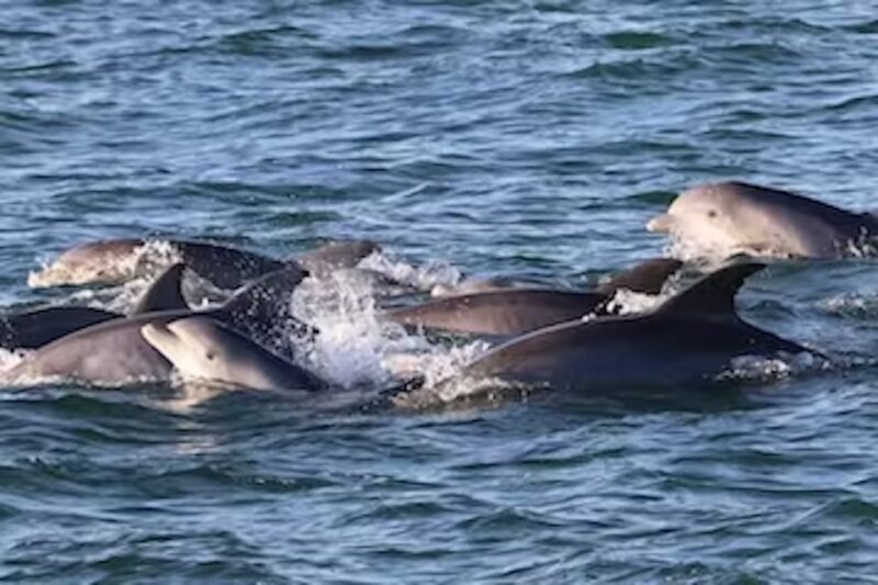 Cape May: Sunset Dolphin Cruise with Optional Wine Tastings - Discover Cape May’s Sunset Dolphin Cruise with Optional Wine Tastings