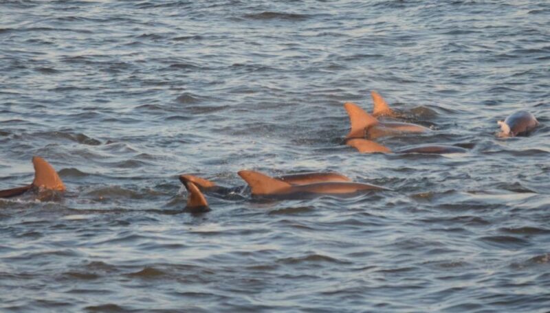 Cape May: Sunset Dolphin Cruise with Optional Wine Tastings - Key Points