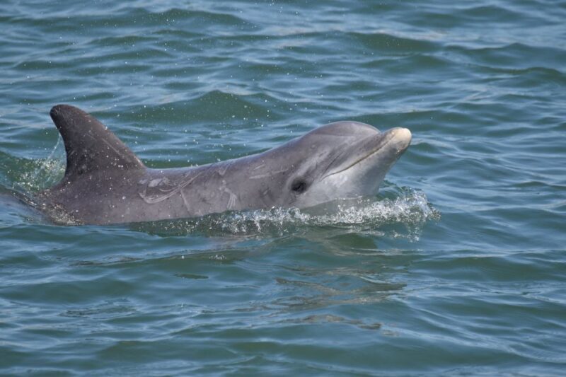Cape May: Sunset Dolphin Watching Cruise with Food - Final Thoughts: Is It Worth It?