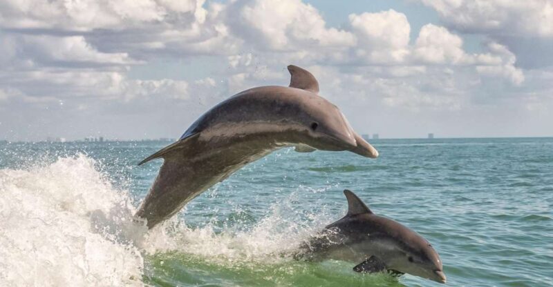 Cape May: Weekend Whale and Dolphin Watching Cruise - The Sum Up
