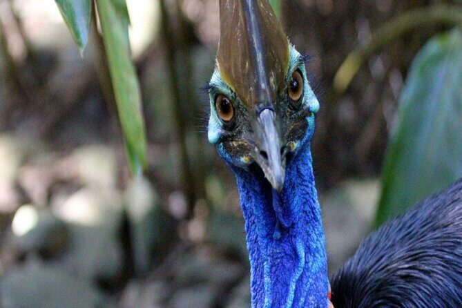 Cape Tribulation and Daintree Wilderness Day Tour in Cairns - Practical Details: What to Expect and Consider