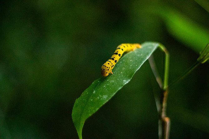 Cape Tribulation Day Tour - Key Points