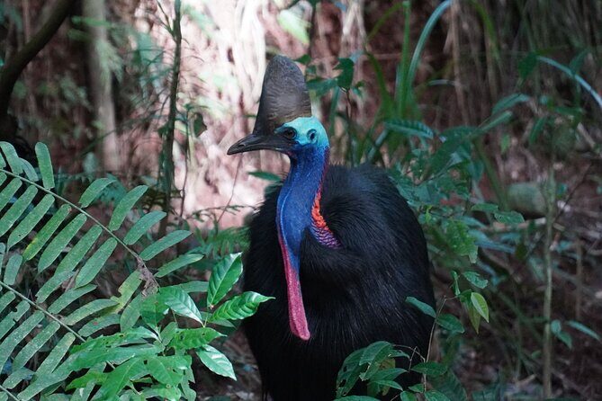 Cape Tribulation Day Tour from Cairns - How the Logistical Details Enhance Your Experience