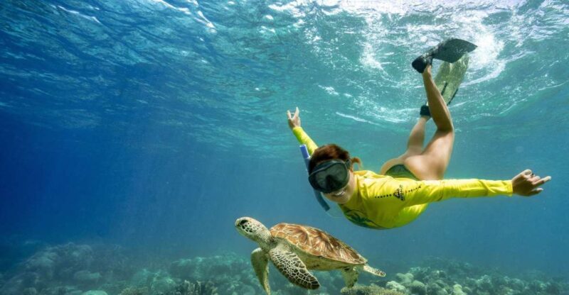 Cape Tribulation Ocean Safari - Great Barrier Reef Adventure - Key Points