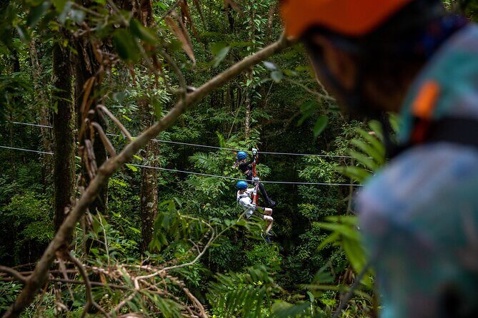Cape Tribulation & Ziplining: Ultimate Daintree - Who Should Consider This Tour?