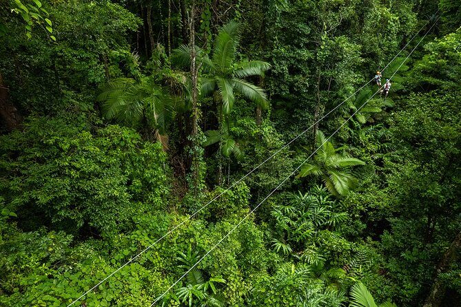 Cape Tribulation & Ziplining: Ultimate Daintree - FAQs
