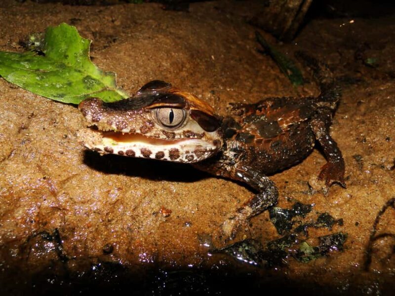 Capibara and caiman search on the Tambopata river - Final Thoughts