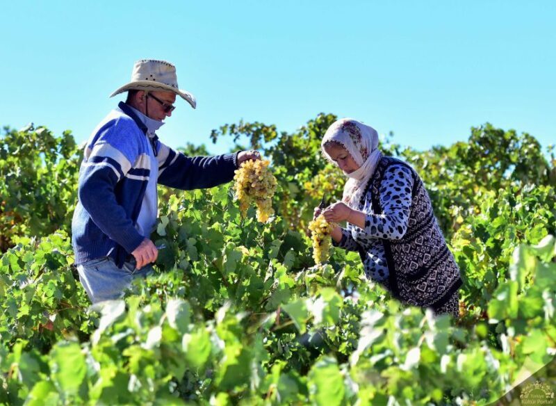 Cappadocia: Private Half-Day Vineyards & Wine Tasting Tour - The Sum Up