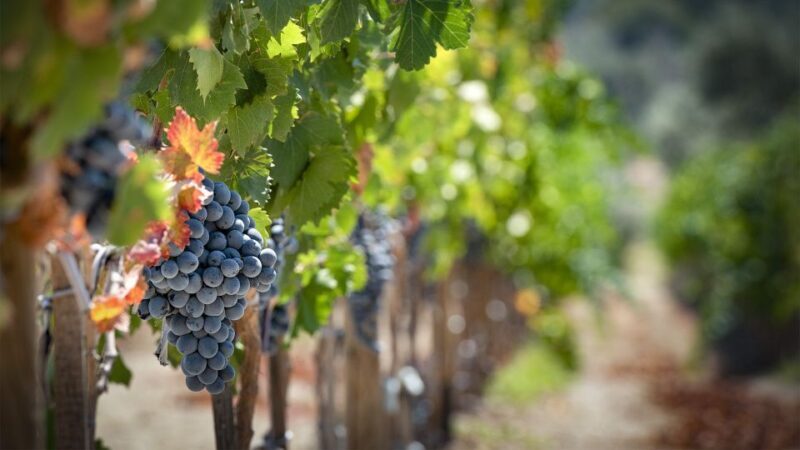 Cappadocia: Private Half-Day Vineyards & Wine Tasting Tour - FAQ