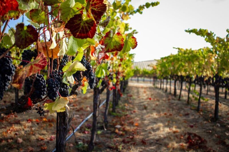 Cappadocia Vineyards Private Tour and Wine Tasting - Key Points