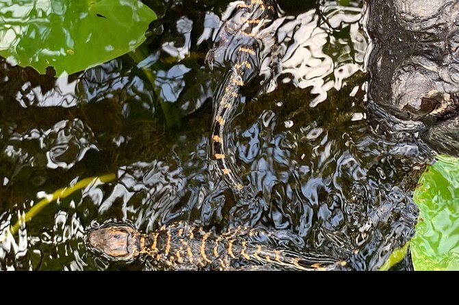 Captain Willy Airboat - An In-Depth Look at Captain Willy’s Airboat Tour