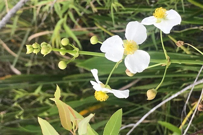 Captain Willy Airboat - FAQs