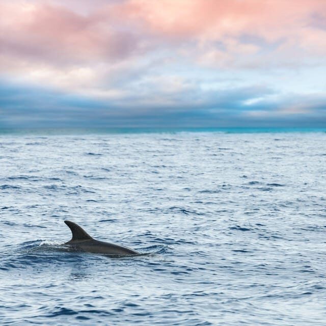 Captain's Choice: Dolphin Watch Sunset Sail - Who Is This Tour Best For?