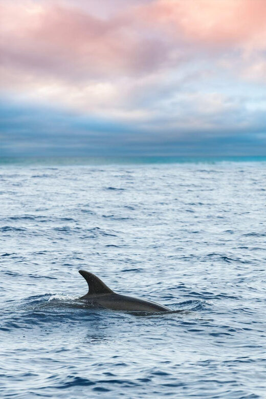 Captain's Choice: Dolphin Watch Sunset Sail - FAQ