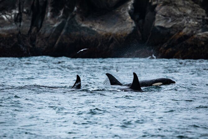 Captain's Choice Kenai Fjords National Park Tour from Seward - A Full Day of Alaska Wilderness on the Captain’s Choice Kenai Fjords Tour