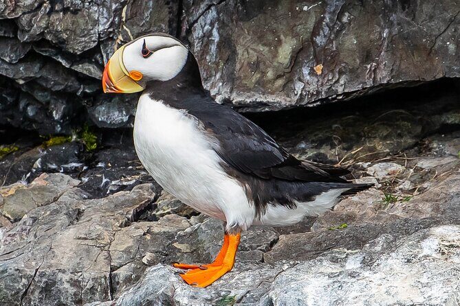 Captain's Choice Kenai Fjords National Park Tour from Seward - Key Points