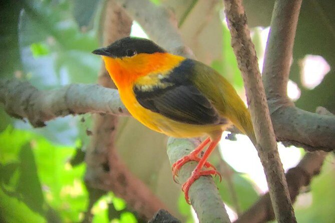 Carara National Park Tour - A Deep Dive into the Carara National Park Experience