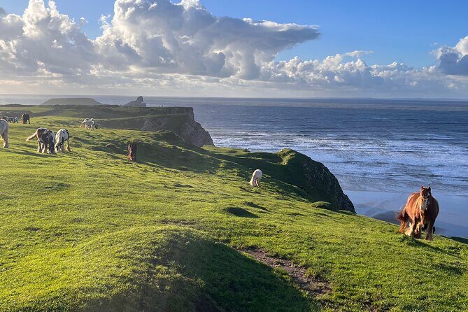 Cardiff: Gower Peninsula's Cliffs & Bays Scenic Day Tour - Frequently Asked Questions