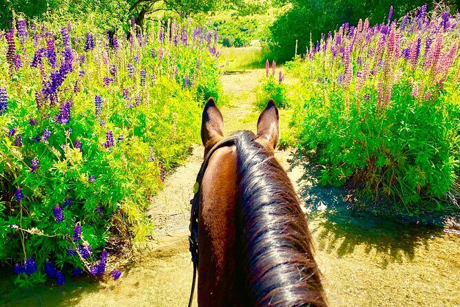 Cardrona High Country Pub Trail Horse Riding Trek (Intermediate+) - Who Will Love This Tour?