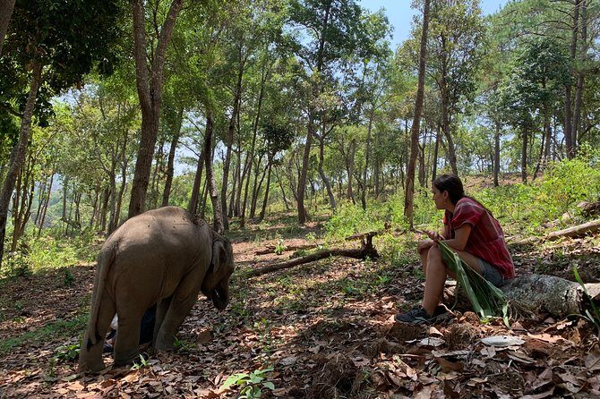 Care Pride Elephants: Full-Day Tour Experience - A Genuine Elephant Encounter in Chiang Mai with Care Pride