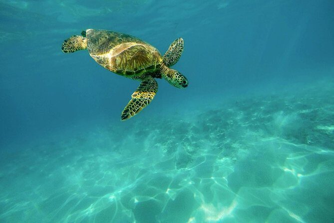 Caretta-Caretta Turtle Trip - A Close Look at the Caretta-Caretta Turtle Trip in Zakynthos