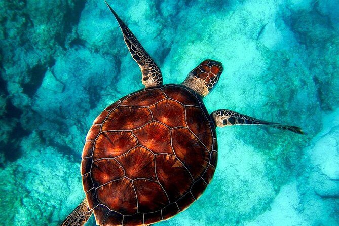 Caretta-Caretta Turtle Trip - Final Thoughts on Value