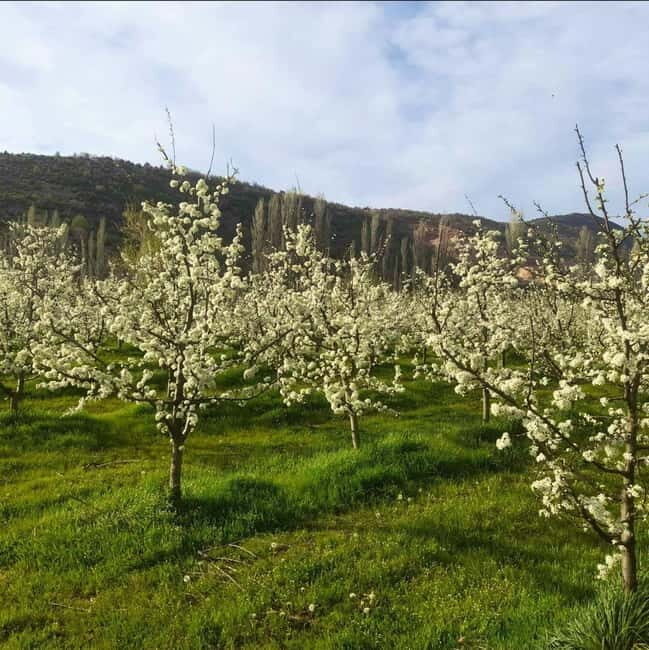 Careva Distillery: Taste Macedonian Brandies, Wines & Nature - Key Points