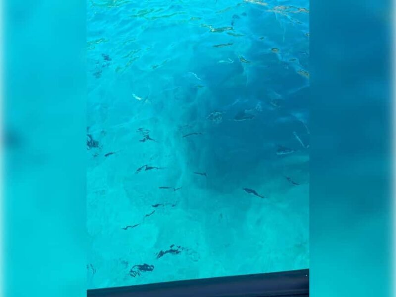 Cargèse: Capo Rosso "Snorkeling" and Sea Cave Tour - Why This Tour Is a Great Choice