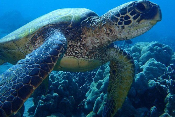 Caribbean Costa Rica: 5-Day Tour with Tortuguero National Park and Puerto Viejo - Discovering Costa Rica’s Caribbean Coast in 5 Days