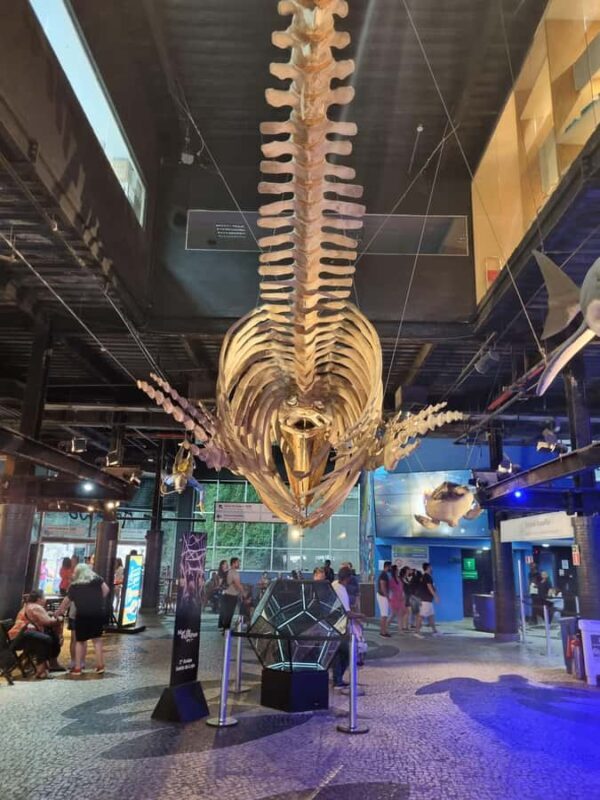 Cariocando at AquaRio & Olympic's Boulevard - Key Points