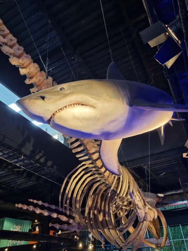 Cariocando at AquaRio & Olympic's Boulevard - Practical Details and Value