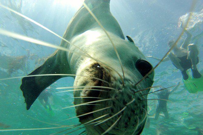 Carnac Island Half Day Sail - Final Thoughts: Why Choose This Tour?