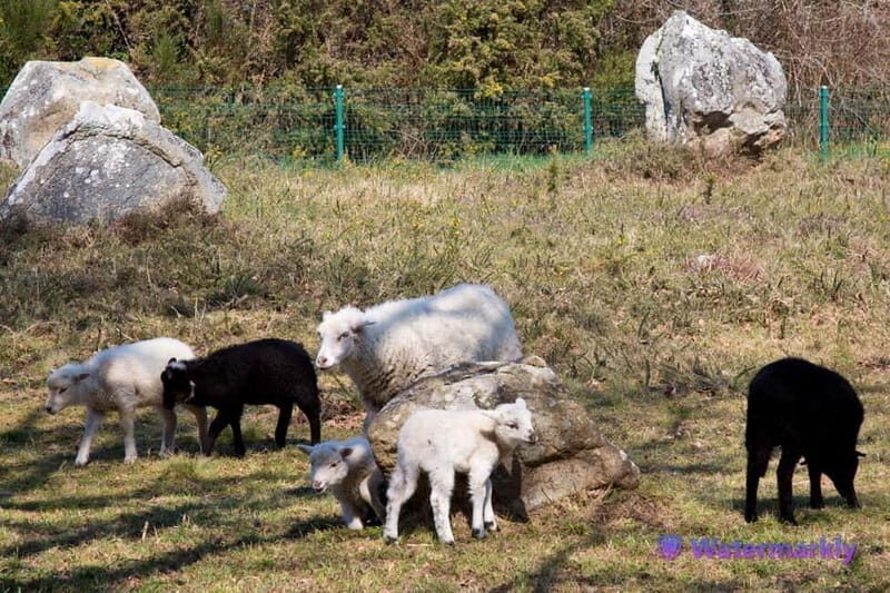 Carnac Tour: Megalithic Marvels and La Trinite Sur Mer - Discover Brittany’s Megalithic Treasures and Coastal Charm in Just 55 Minutes
