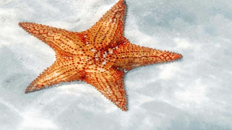 Carnevial Shore Excursion: Saona Island with Speedboat Ride - Authenticity, Value, and Experience