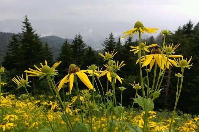 Carolina Waterfalls and Highlands Private VIP Boutique Tour - The Sum Up