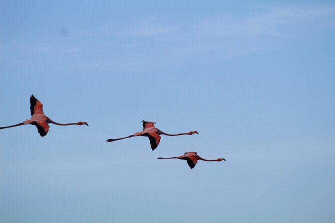 Caroni Bird Sanctuary Tour - Exploring the Caroni Bird Sanctuary: What to Expect