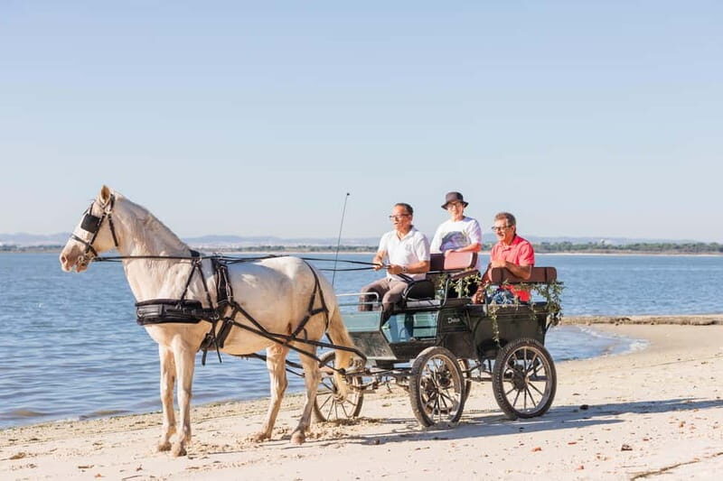 CARRIAGE Ride On The Beach (Rosário Beach) - Exploring the Details of the Carriage Ride