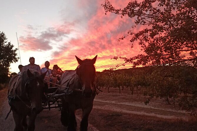 Carriage rides in the heart of the Luberon - FAQ