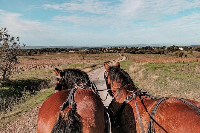 Carriage rides, Pays de Sommières - An In-Depth Look at the Carriage Ride Experience